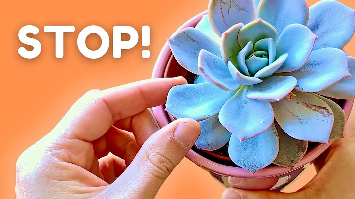 If You Do This Your Succulent Will NEVER Thrive - DayDayNews