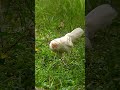 White Rooster