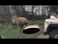 Knowsley Safari Park - rhinos running towards car, thankfully the zoo keeper was there lol