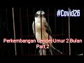 Cendet Umur Bulan Part Covid Mp3 - Mp4 Download
