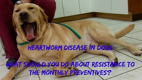 Heartworm in Dogs: What About Drug Resistance? - DayDayNews