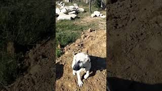 alaş karabaş gümüş kangal çoban köpeği işbaşında