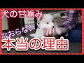 犬の甘噛みがなおらない本当の理由　これは盲点だった！ドッグトレーナーが解説します