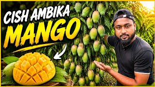 Ambika Mango. Ambika Mango Farming. Cish Ambika Farming. Indian Hybrid Mango  Verity. Ambika Mango