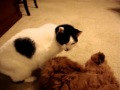 Zeke the goldendoodle lays on his back and licks Ringo&#39;s head