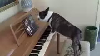 Mister Darcy Sings and Plays the Piano! (low qualitybetter video here https://youtu.be/MioCFlQ0e90)