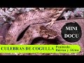 MicroDocu - Las culebras de cogulla (Macroprotodon): Península Ibérica y África - parte I