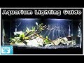 Aquarium Lighting 101: How to Choose The Best Light for Your Aquarium