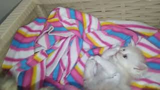 Puppy and kittens #cat #dog #video by PETSLIFE CHANNEL 244 views 2 weeks ago 4 minutes, 25 seconds