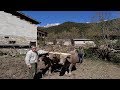 Arar con #Vacas 🐮 a la #AntiguaUsanza por Hito y Tino en el #ValledeCamaleño