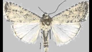 spodoptera