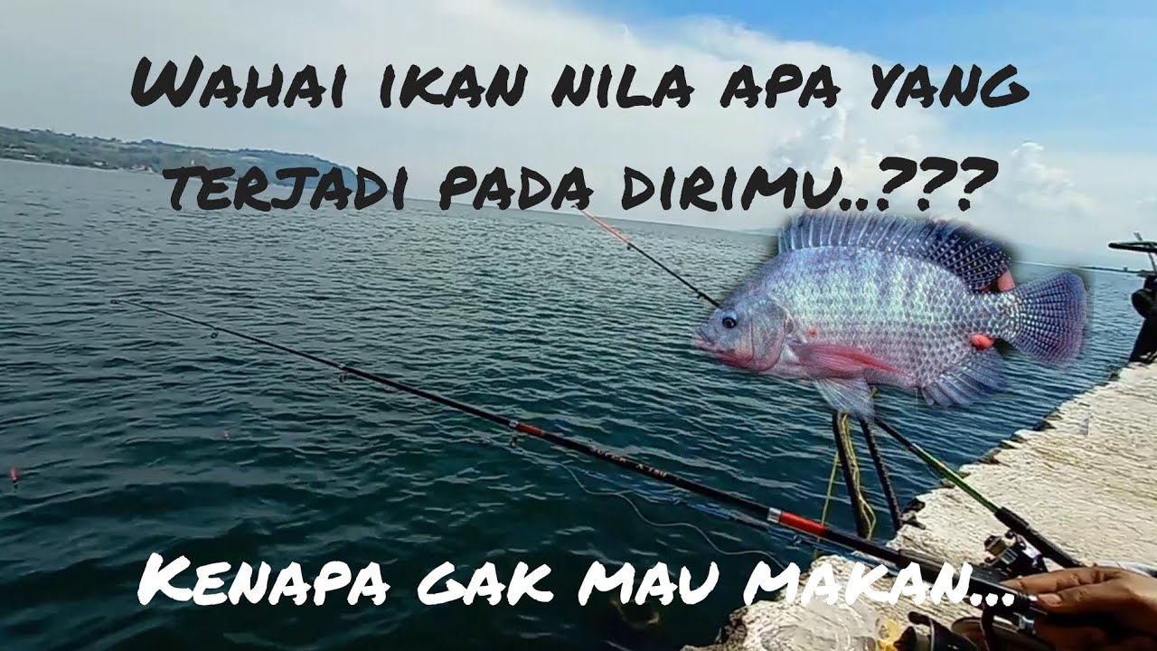 Entah apa maunya ikan nila di danau ini