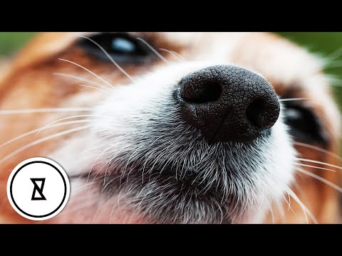 วีดีโอ: 5 ข้อเท็จจริงที่น่าสนใจสำหรับสุนัขที่ควรพิจารณา