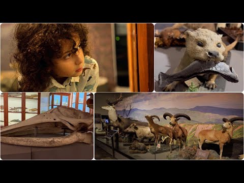 გაყევი დემეტრეს ეროვნულ მუზეუმში და აღმოაჩინე საქართველოს მთელი ბუნება ერთ სივრცეში