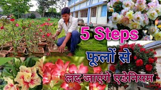 एडेनियम मे बहुत ज्यादा फूल पाने के 5 आसान तरीके / 5 steps for Enormous flowering in Adenium Plants