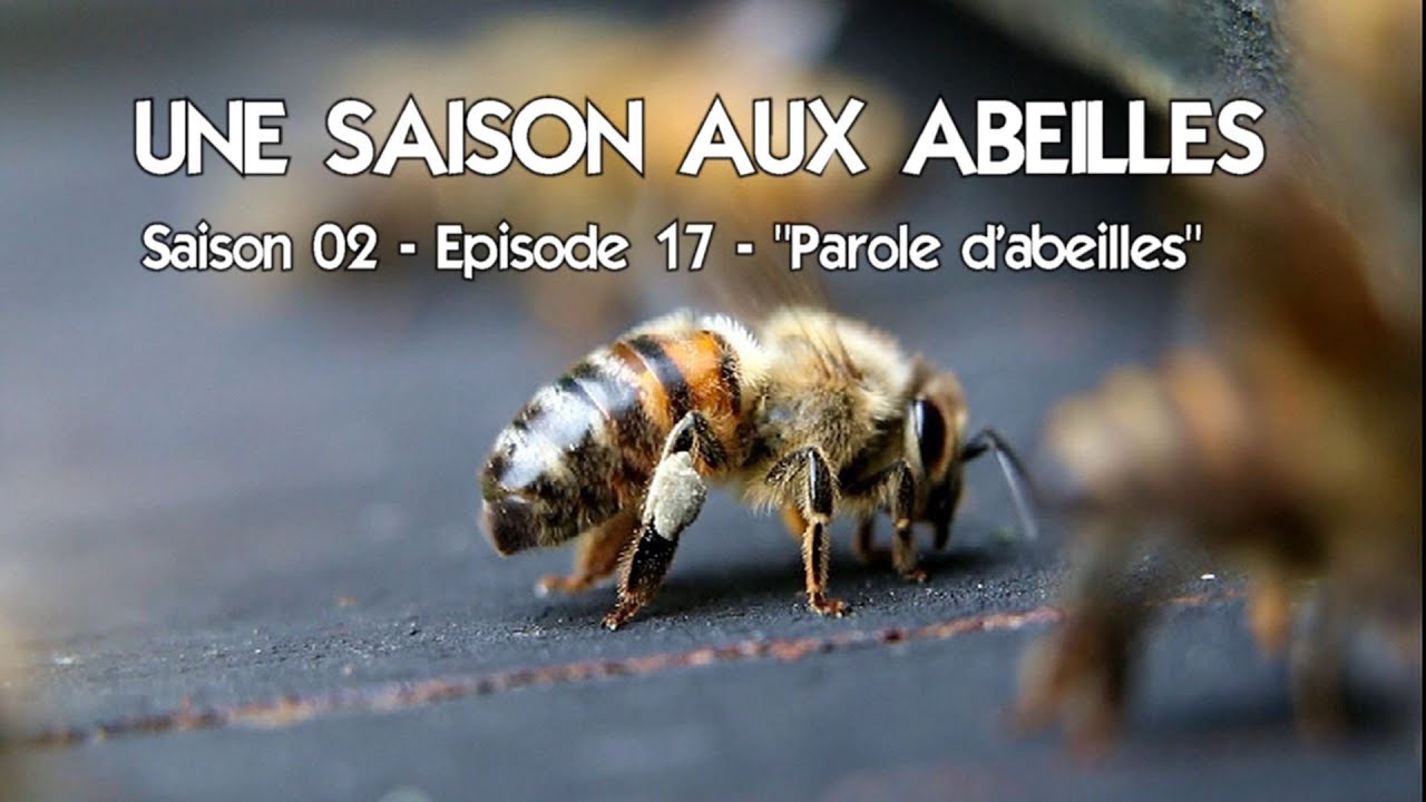 Une Saison Aux Abeilles S02E17 parole d'abeilles YouTube