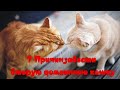 7 причин завести вторую домашнюю кошку 7 reasons to have a second pet cat