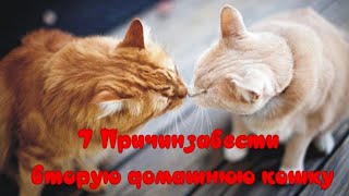 7 причин завести вторую домашнюю кошку 7 reasons to have a second pet cat