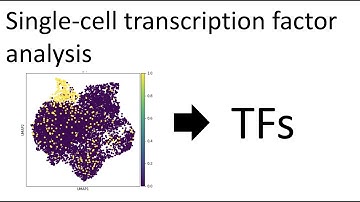 Transcription factor regulatory activity in single cell transcriptomics