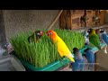 Lovebirds meal time wheatgrass   saturday july 31st 2021