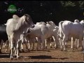 Confinamento sem volumoso traz vantagem no manejo e não compromete o ganho