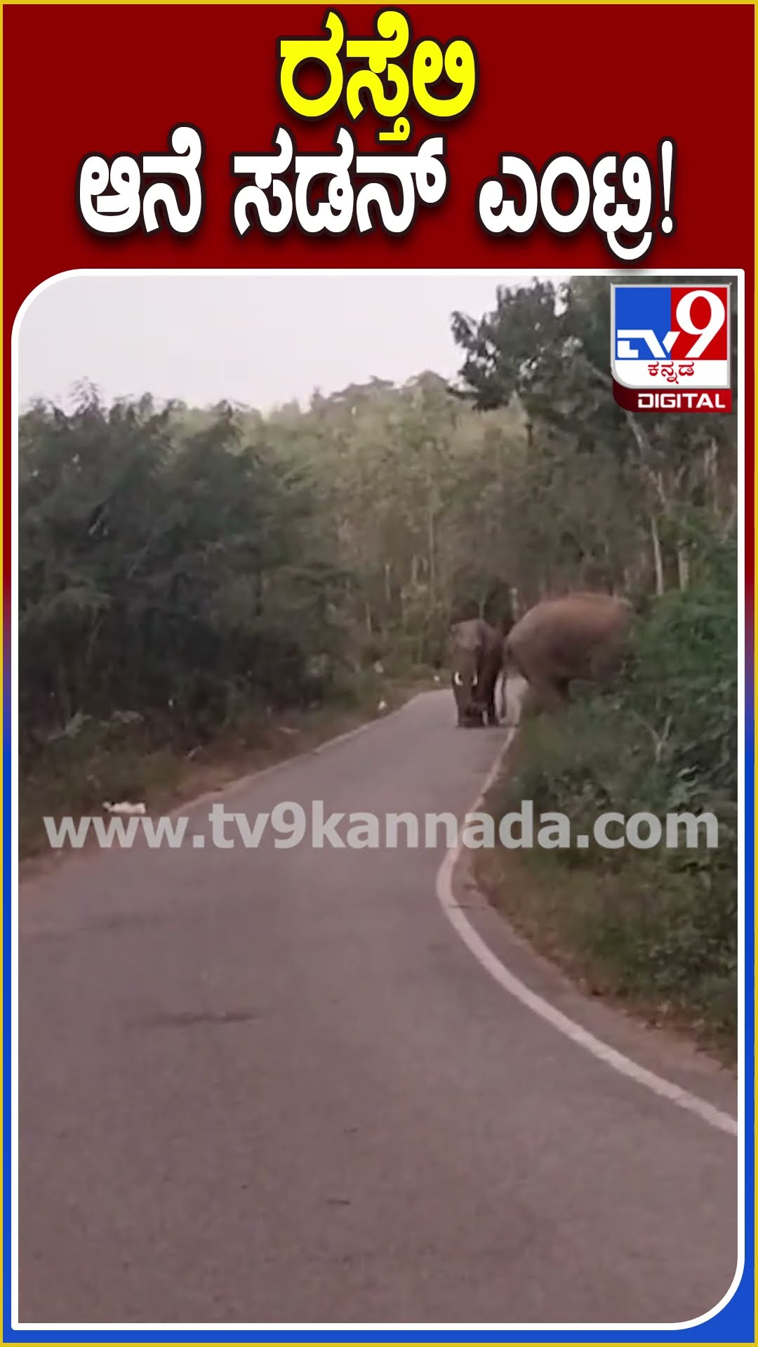 ರಸ್ತೆಲಿ ಆನೆ ಸಡನ್ ಎಂಟ್ರಿ..! #Elephant #Tv9D