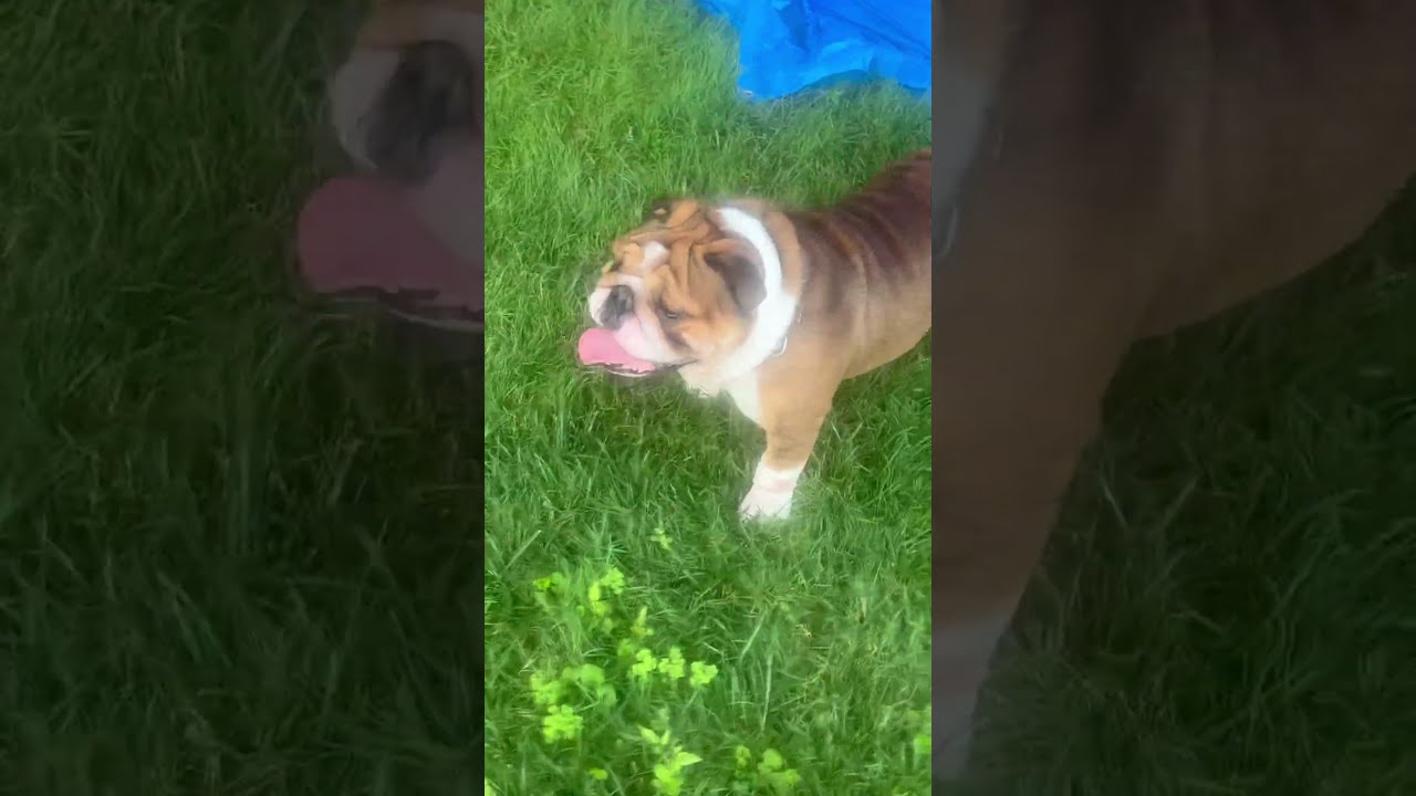 Just Checking Funny Puppy Pets Cutedog
