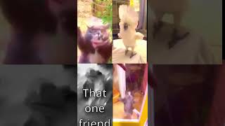 ultimate animals dance meme #catsoftiktok #catmemes #dance #sad #frog #parrot