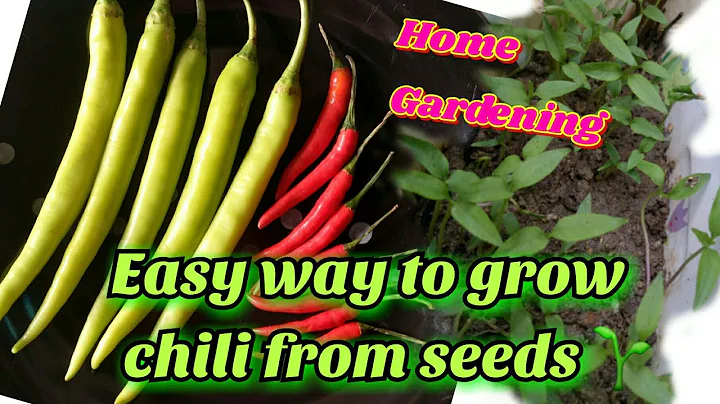 EASY WAY TO GROW CHILI FROM SEEDS |Home Gardening ...