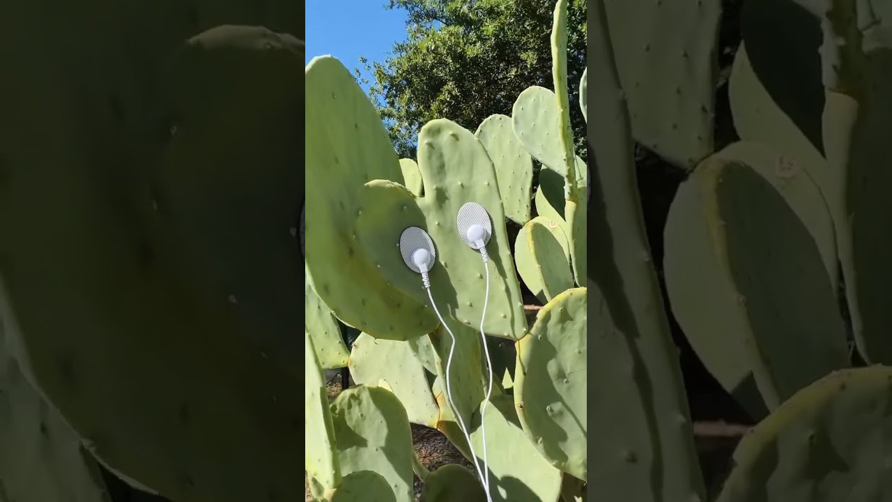 Our Heart Chakra Soundset Performed By A Shaped Prickly Pear Cactus Send This Video To