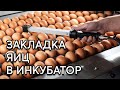 ИНКУБАЦИЯ ЯИЦ #2 Правильная закладка яиц в инкубатор.