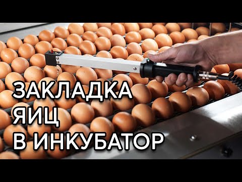 Вопрос: Когда лучше закладывать яйца кур на инкубацию?