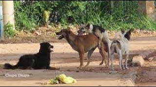 Troop of McNab dogs meet on the dry rice field 2 by Kh Animal-lover 70,094 views 2 years ago 1 minute, 51 seconds