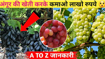 अंगूर की खेती करके कमाओ लाखो रुपए 🤑 A to Z जानकारी || make a farming by cruel claring