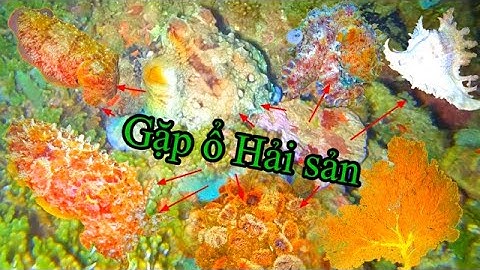 T_198_ GẶP Ổ HẢI SẢN, mực nang bạch tuộc với nhum sọ siêu khủng ,,,,,,,,,,,,,,,,,,,,,,,,