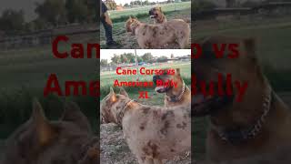 Cane Corso vs American Bully XL Over Water #dog #canecorso #americanbully #dogpark #wrestling