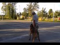 adiestramineto canino como trabajar el junto para caminar