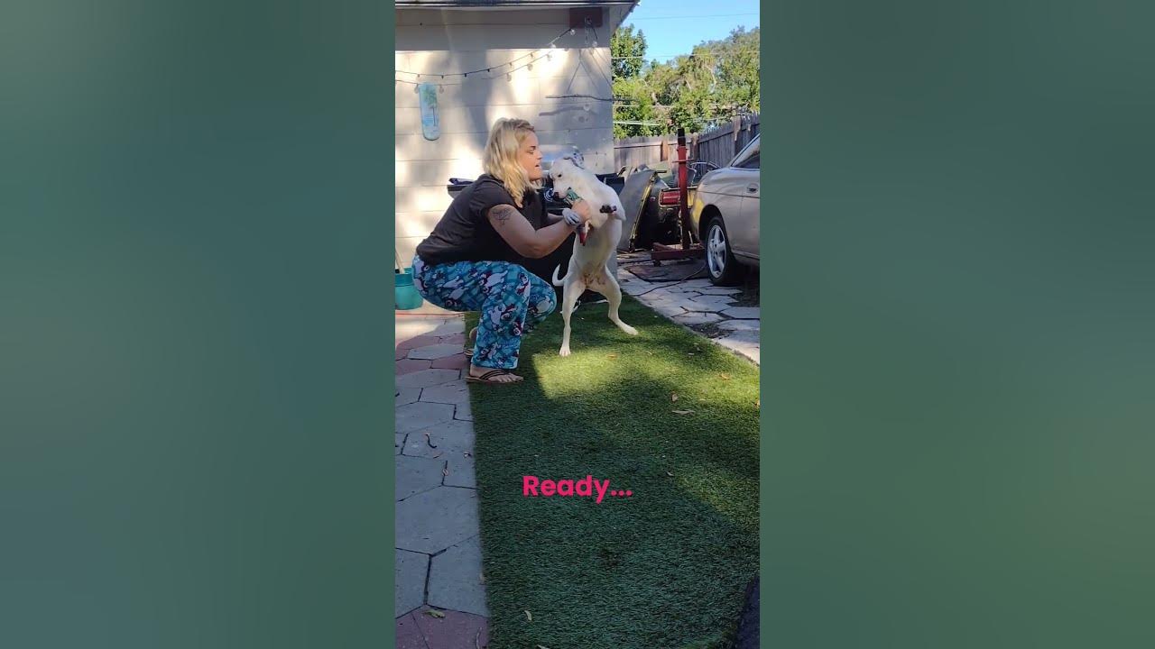 Training my Pitbull Puppy To Open Her Mouth YouTube