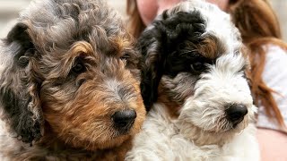 Eight Week Old Bernedoodle Puppies at Home Depot by Regency Doodles 132 views 9 months ago 4 minutes, 5 seconds