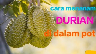 cara menanam durian didalam pot yang baik #durian #tabulampot #tanamdurian #durianmontong #fyp