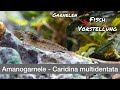 Amanogarnele - Caridina multidentata | Liquid Nature Fisch Vorstellung