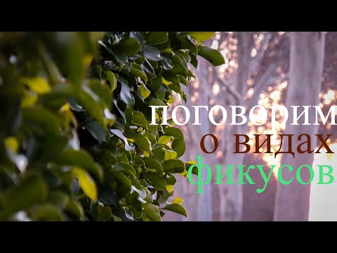 Разновидность фикусов.