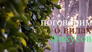 Разновидность фикусов.