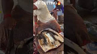 KASIMEDU ? CHEETAH DURAI HUGE RARE SQUID?CUTTING VIDEO kasimedudurai fishcutting youtubeshorts
