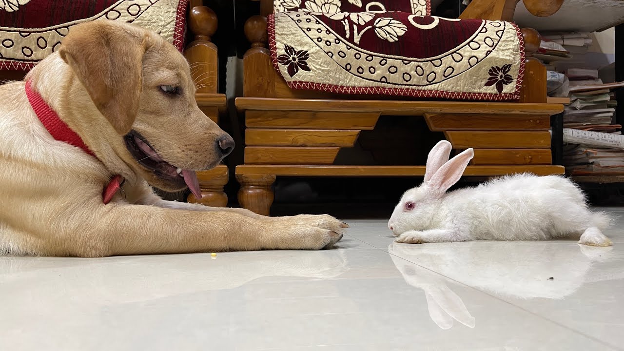 Dog and Rabbit gets excited on their first meet | Little John and Snow ...