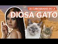 La Diosa Bastet 🐈 | 20 Curiosidades de la diosa gato egipcia