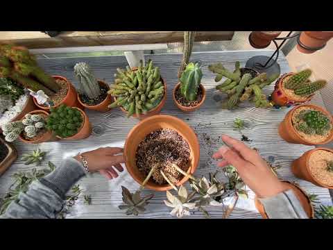 Repotting a succulent ghost plant