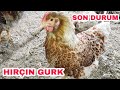 Hırçın Gurk TAVUK ve Tüm KÜMES GEZİNTİSİ..!