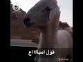 قول مااااء قول قول ماااااء المقطع الاصلي قول قول ماااااء
