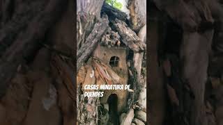 arbol donde viven duendes y hadas. #youtubeshort #vlog #bajacalifornia #mexico #suscribe #forest
